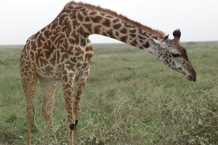 Pumba Tanzania Safari: 8-Day Arusha to Serengeti & Ngorongoro Wildlife Safari photo 2