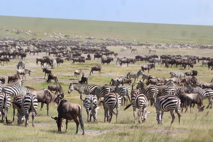 Pumba Tanzania Safari: 8-Day Arusha to Serengeti & Ngorongoro Wildlife Safari photo 4