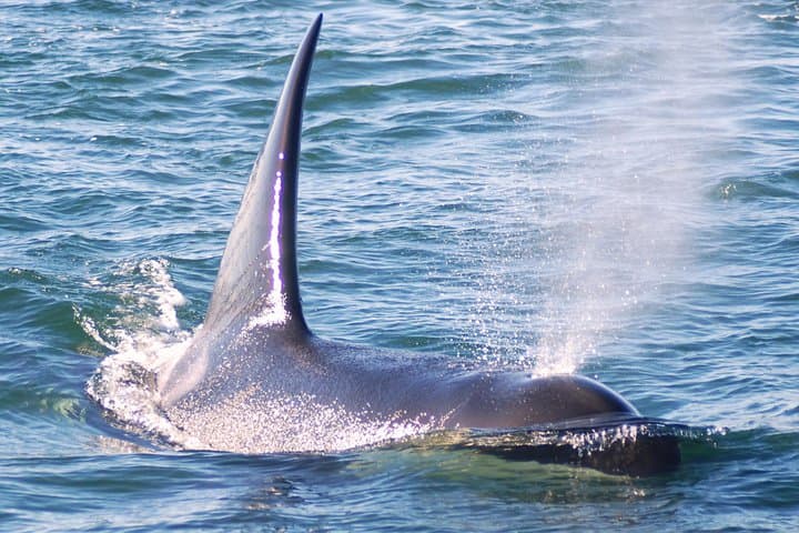 5-Day San Juan Islands Sea Kayaking Adventure from San Juan Island to Anacortes photo 6