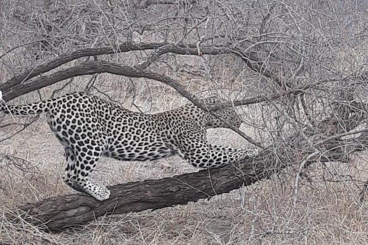 Pilanesberg National Park Safari Tour from Johannesburg photo 3