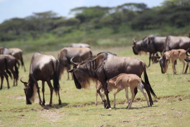Pumba Tanzania Safari: 8-Day Arusha to Serengeti & Ngorongoro Wildlife Safari photo 5
