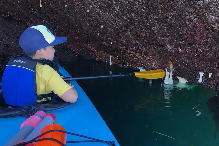 Bowman Bay Kayak Tour: Beginner-Friendly Paddling in Deception Pass State Park photo 2