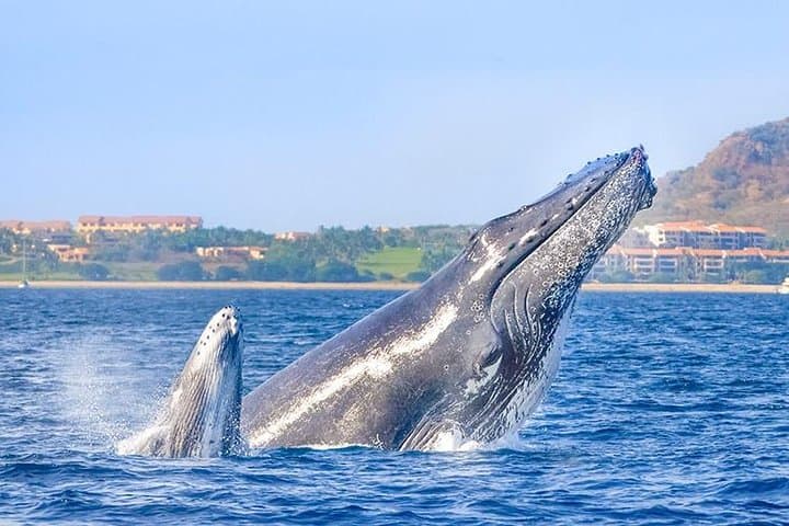 Cabo San Lucas Whale Watching with Hydrophones — Hear Humpbacks Up Close photo 5