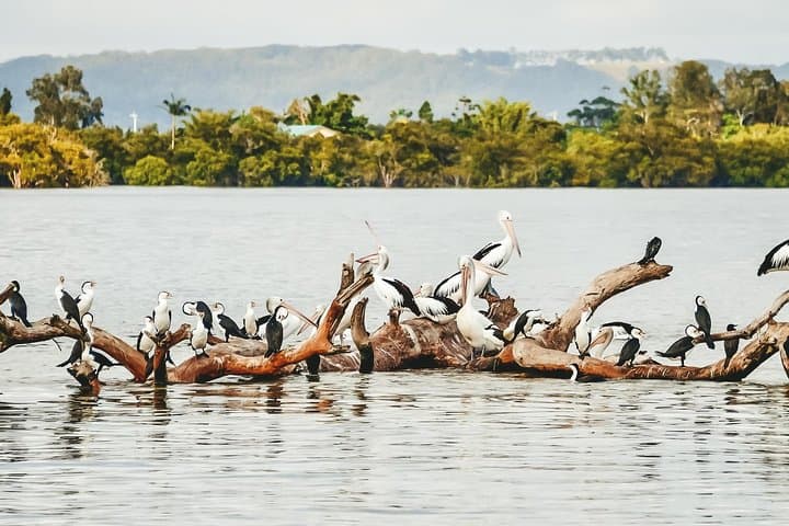 Sunset Richmond River Cruise: Ballina Mangroves & Dolphin Watching photo 3
