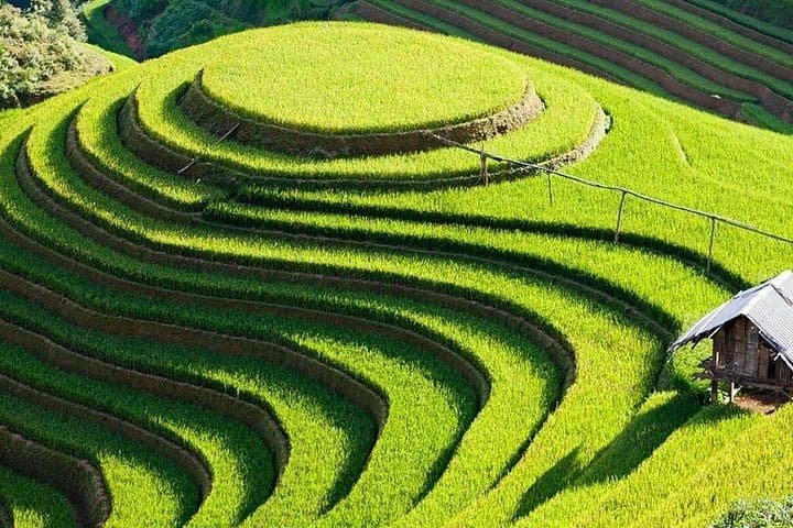 Mu Cang Chai 4-Day Trek: Rice Terrace Trekking & Hmong Village Homestays