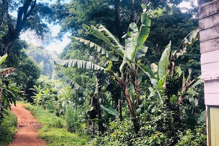 Materuni Waterfalls and Coffee Tour: Trek to the Falls and Chaga Coffee Experience Near Moshi photo 2