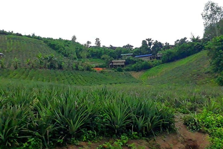 Chiang Rai Day Trek: Bamboo Cooking, Hilltribe Villages & Hot Springs photo 4