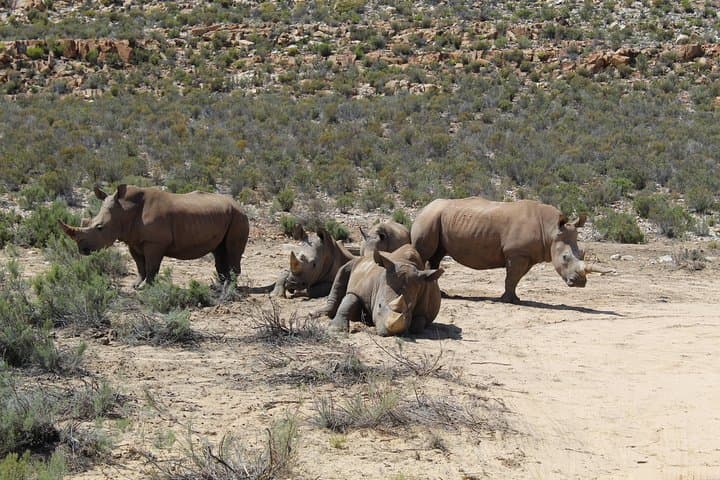 Full-Day Aquila Game Reserve Safari Transfer from Cape Town (Excluding Entry Fees) photo 1