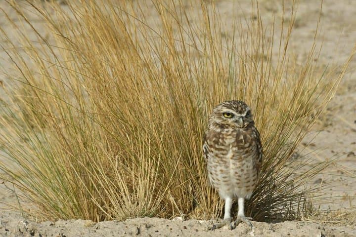 Peninsula Valdés in One Day: Whale Watching, Sea Lions & Wildlife from Puerto Madryn photo 3