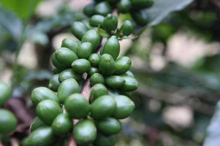 Coffee Walk Day Trip from Arusha: Organic Farm, Roastery & Village Lunch photo 3