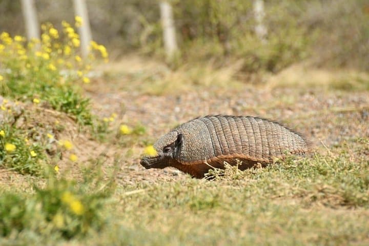 Peninsula Valdés in One Day: Whale Watching, Sea Lions & Wildlife from Puerto Madryn photo 5