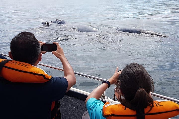 Peninsula Valdés in One Day: Whale Watching, Sea Lions & Wildlife from Puerto Madryn photo 6