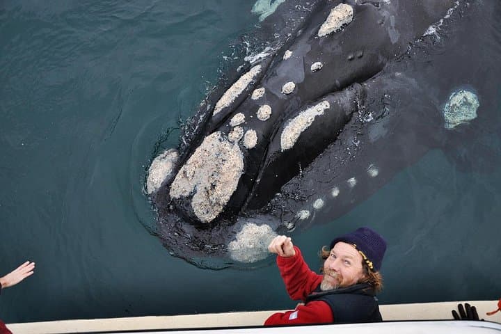 Peninsula Valdés in One Day: Whale Watching, Sea Lions & Wildlife from Puerto Madryn