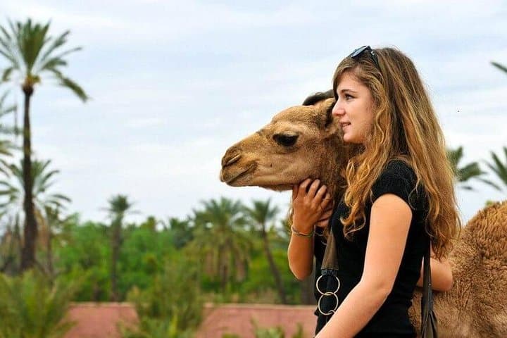 Marrakech Palmeraie Camel Ride: Sunset Camel Walk with Mint Tea photo 2