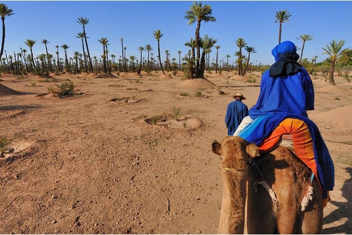 Half-Day Palmeraie Camel Trek and Quad Bike Adventure from Marrakech photo 2