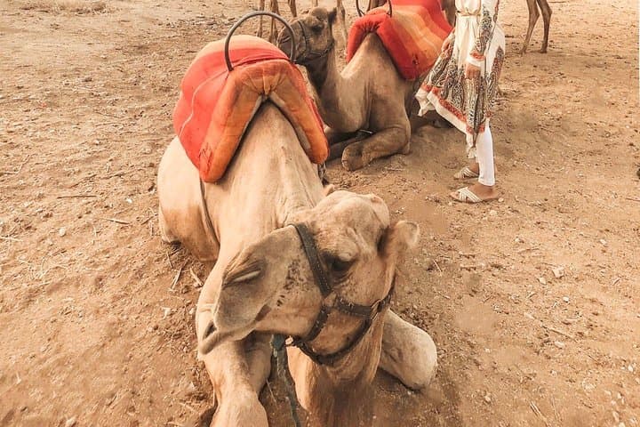 Half-Day Palmeraie Camel Trek and Quad Bike Adventure from Marrakech photo 3