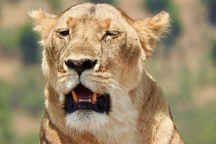 3-Day Maasai Mara Safari: Game Drives, Camp Nights & Optional Balloon Flight photo 2