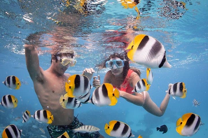 Bora Bora Jet Ski and Eco Shark & Ray Snorkel Cruise — Lagoon Safari with Lunch photo 4