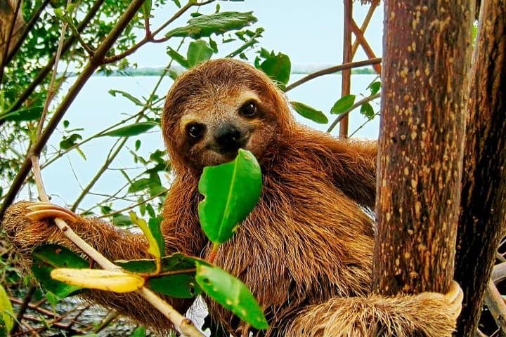 Bijagua Ranas Rainforest Tour from La Cruz — Frog Watching & Wildlife Walks