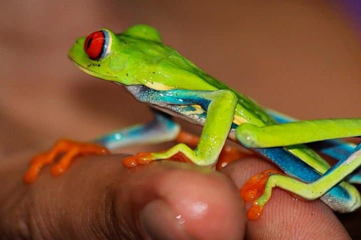 Bijagua Ranas Rainforest Tour from La Cruz — Frog Watching & Wildlife Walks photo 2