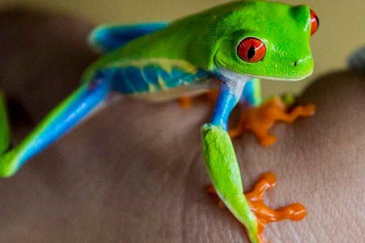 Bijagua Ranas Rainforest Tour from La Cruz — Frog Watching & Wildlife Walks photo 4