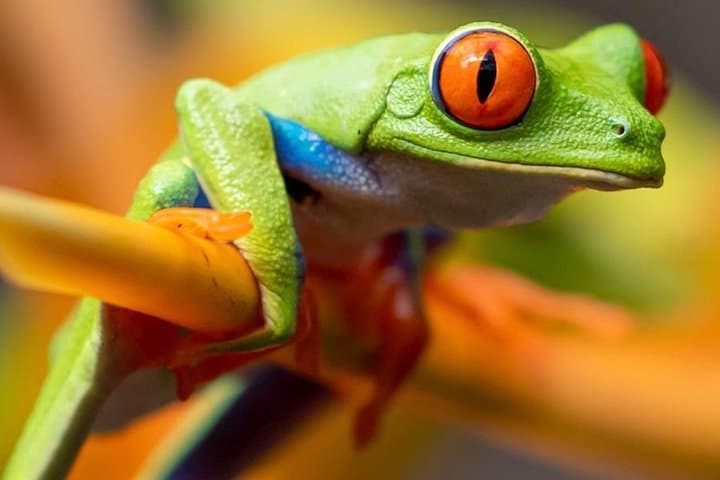 Bijagua Ranas Rainforest Tour from La Cruz — Frog Watching & Wildlife Walks photo 5