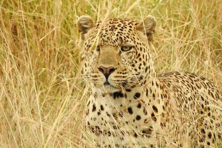 3-Day Maasai Mara Safari: Game Drives, Camp Nights & Optional Balloon Flight photo 5