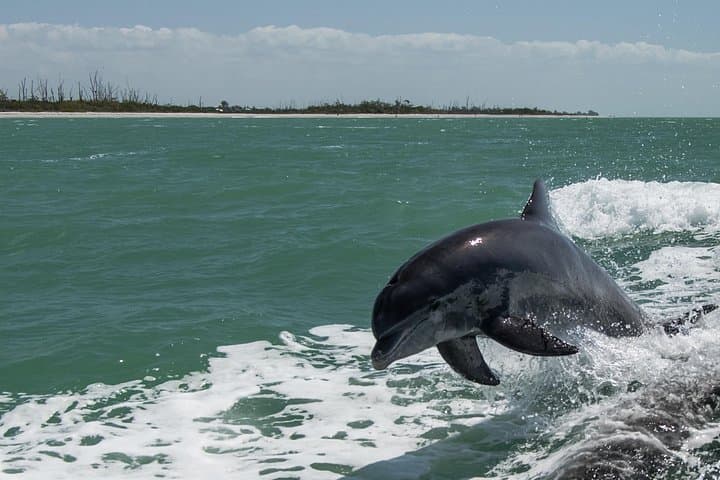 Private Eco Boat Tour from Naples Bay to Keewaydin Island (Half-Day)