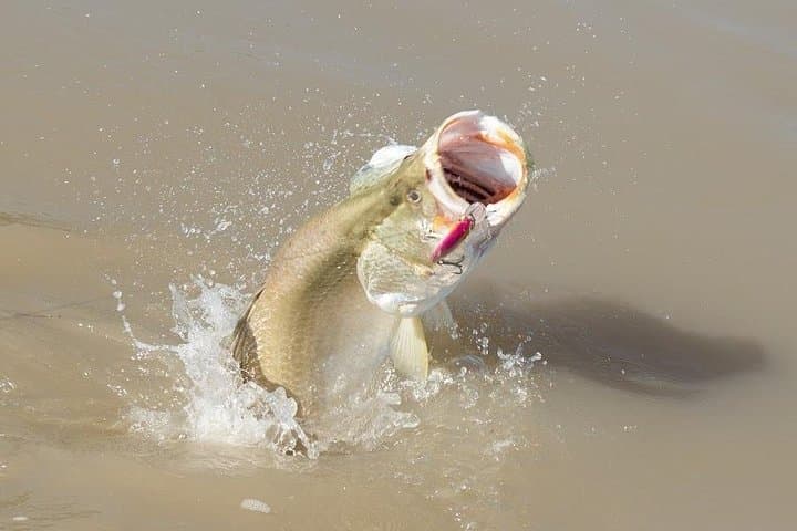 Liveaboard Barramundi Safari from Darwin: Multi-Day Mother Ship Fishing Trips photo 3