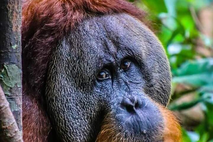 Bukit Lawang One-Day Jungle Trek and River Tubing to See Orangutans photo 2