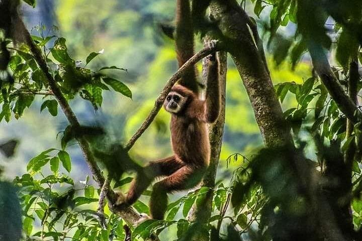 Bukit Lawang One-Day Jungle Trek and River Tubing to See Orangutans photo 3