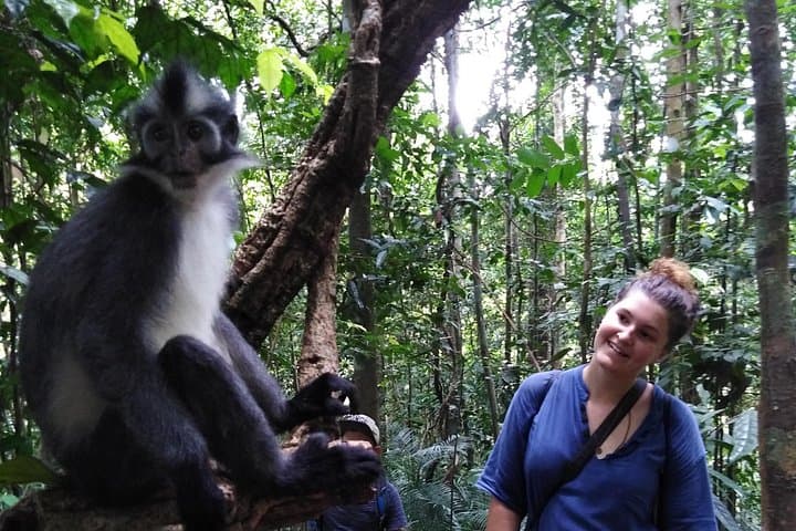 Bukit Lawang One-Day Jungle Trek and River Tubing to See Orangutans photo 4