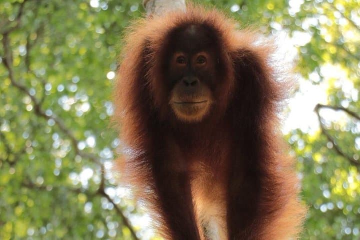 Bukit Lawang One-Day Jungle Trek and River Tubing to See Orangutans photo 5