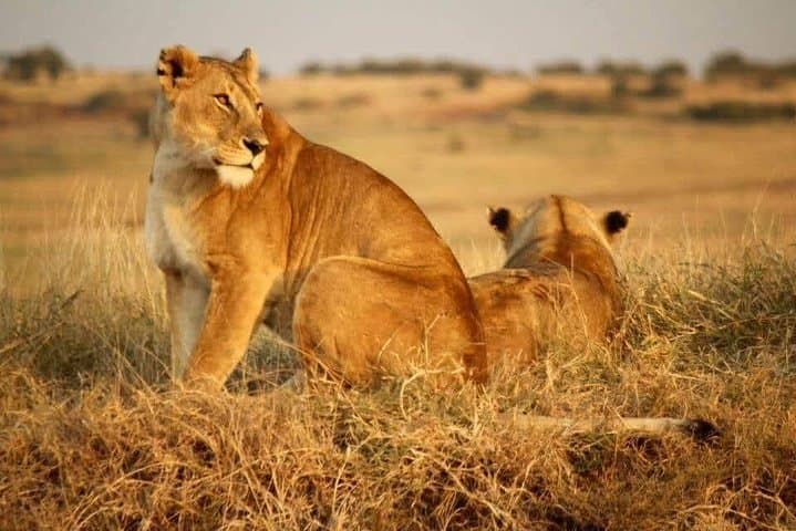3-Day Maasai Mara Safari: Game Drives, Camp Nights & Optional Balloon Flight photo 6