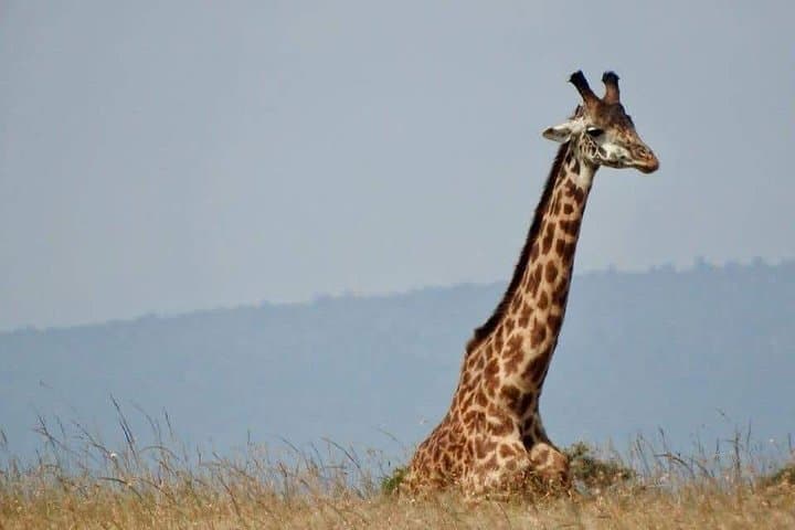 3-Day Maasai Mara Safari: Game Drives, Camp Nights & Optional Balloon Flight photo 4