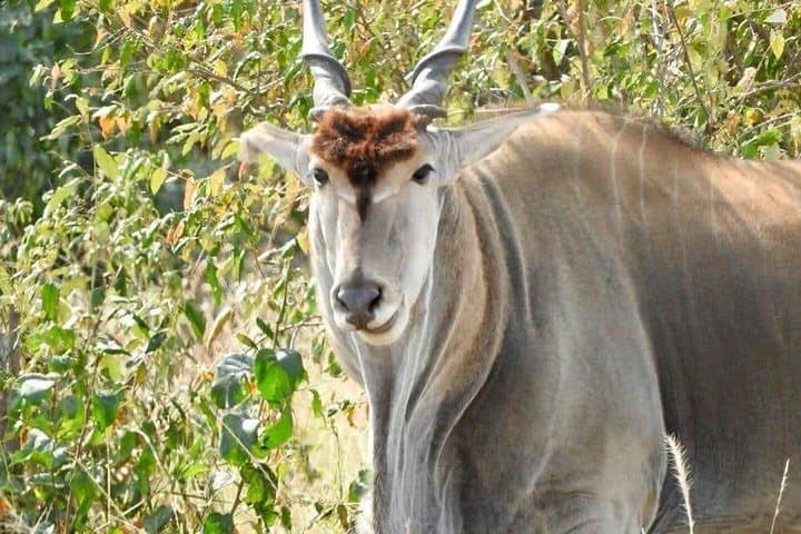 3-Day Maasai Mara Safari: Game Drives, Camp Nights & Optional Balloon Flight photo 3