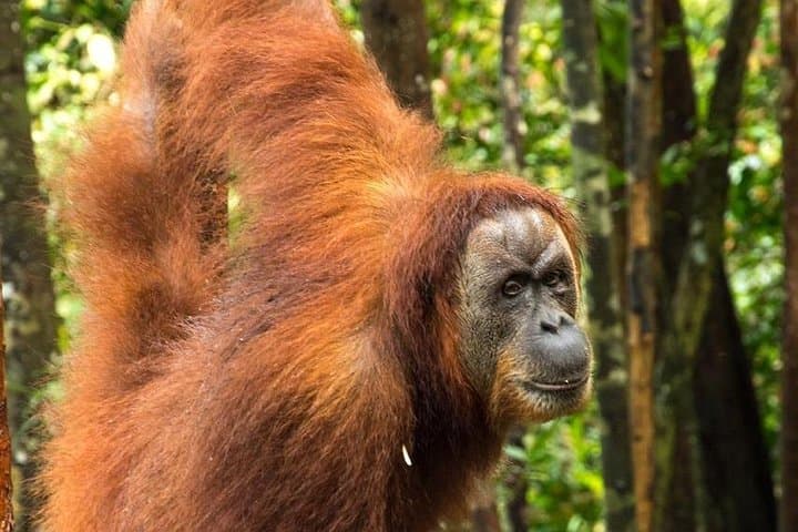 3-Day Bukit Lawang Jungle Trek & Traditional Rafting — Orangutan Viewing in Gunung Leuser photo 1
