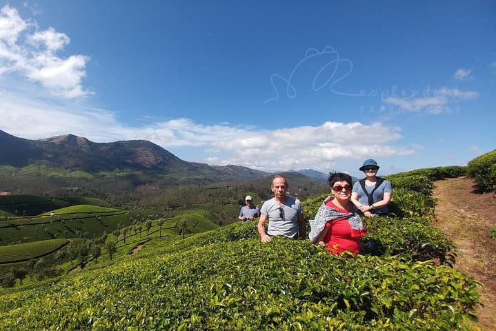 Ridge Trek from Tea Plantations to Shola Forest in Munnar photo 2