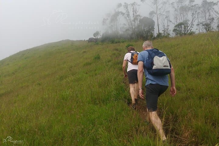 Ridge Trek from Tea Plantations to Shola Forest in Munnar photo 5