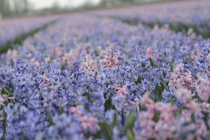 Sunrise Tulip Fields Photography Tour near Keukenhof photo 3