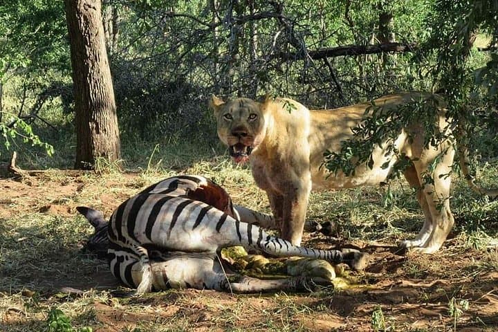 Half-Day Chobe Safari with Lunch: Boat Cruise and 4x4 Game Drive from Kasane photo 3