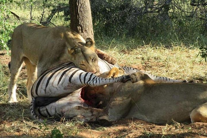 Half-Day Chobe Safari with Lunch: Boat Cruise and 4x4 Game Drive from Kasane