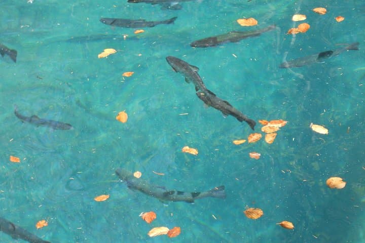 Private Half-Day Tour: Lake Thun & Blausee Nature Park from Interlaken photo 3