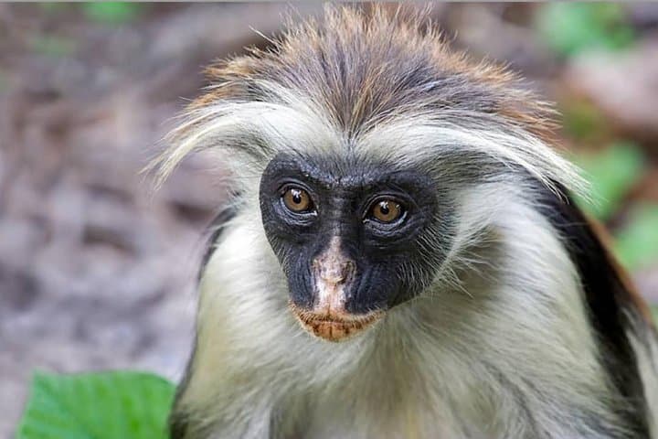 Jozani Forest Tour: See Zanzibar’s Red Colobus and Mangrove Boardwalk photo 6