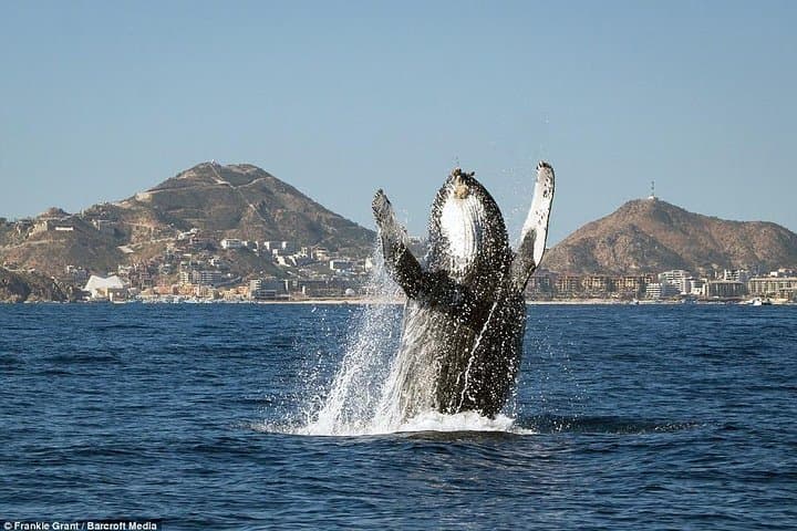 Cabo San Lucas Whale Watching with Hydrophones — Hear Humpbacks Up Close photo 2