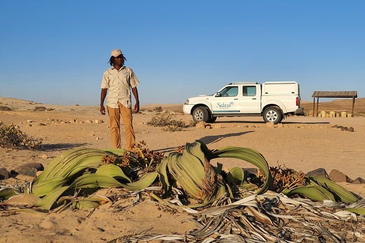 Moon Landscape & Welwitschia Plains: Half-Day Namib Desert Tour from Swakopmund photo 6