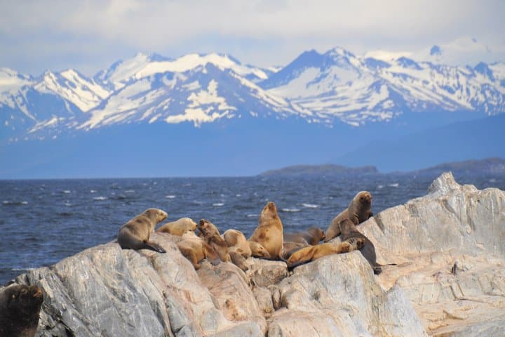Sail the Beagle Channel: Wildlife, Yámana Middens & Les Eclaireurs Lighthouse photo 3