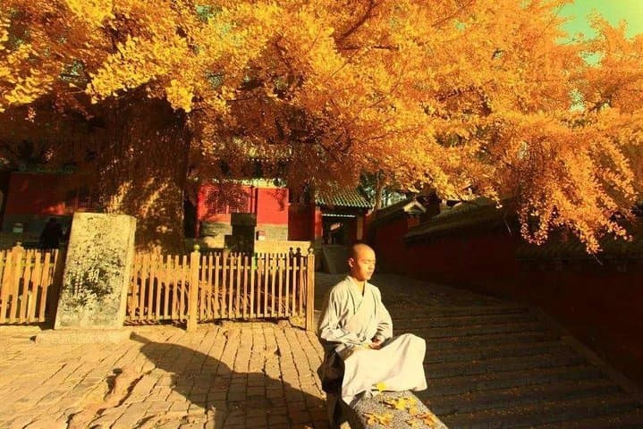 2-Day Private Tour: Shaolin Temple & Longmen Grottoes from Qingdao