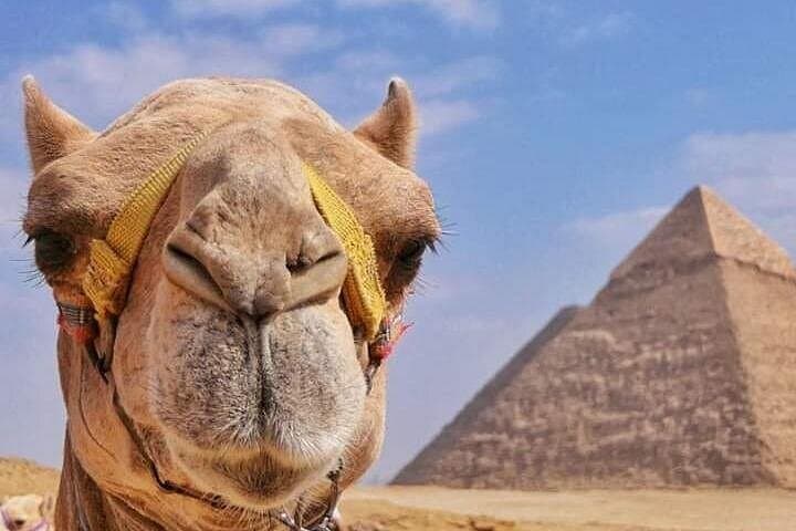 Sunset Camel Ride Around the Pyramids of Giza — 5-Hour Private Tour photo 4
