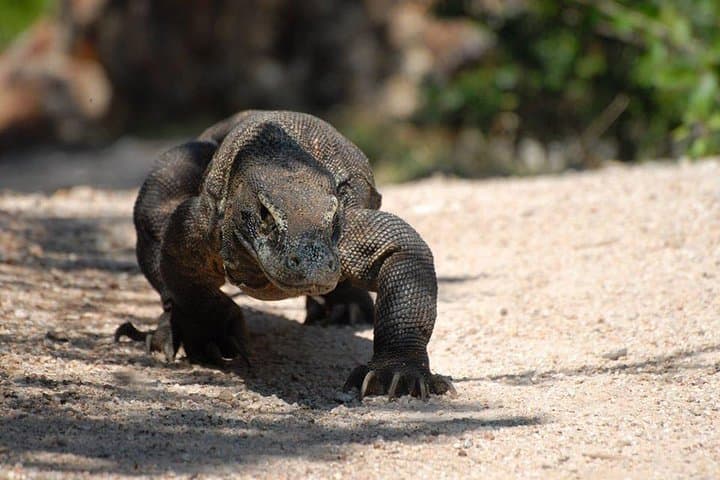 One-Day Komodo Sailing: Padar Views, Pink Beach & Manta Encounters photo 3